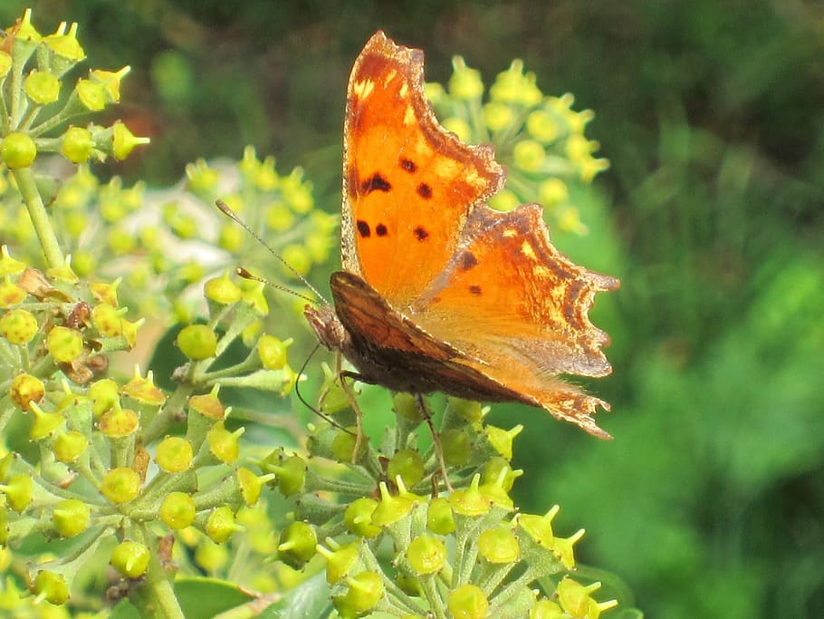 Butterfly, Flower, Eating, Spring, summer, green, insect, floral HD wallpaper