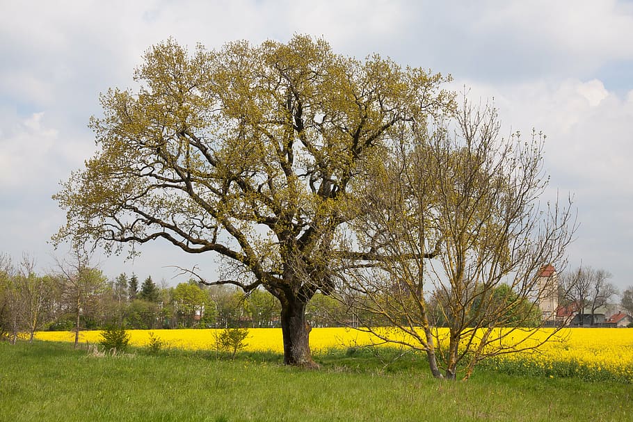 oak, tree, old oak, landscape, quercus, german oak, spring HD wallpaper