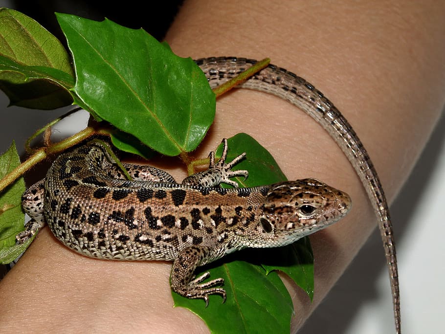 lizard, leather, dragon, reptile, one animal, vertebrate, animal wildlife HD wallpaper