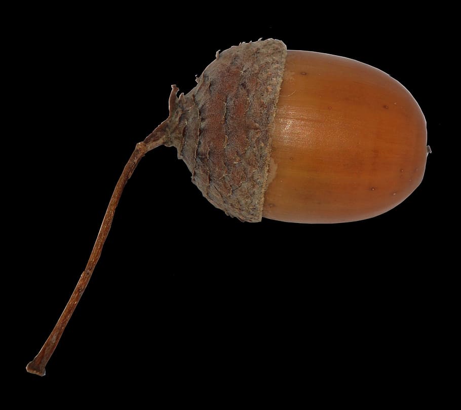 acorn, brown, close, background, black background, studio shot HD wallpaper
