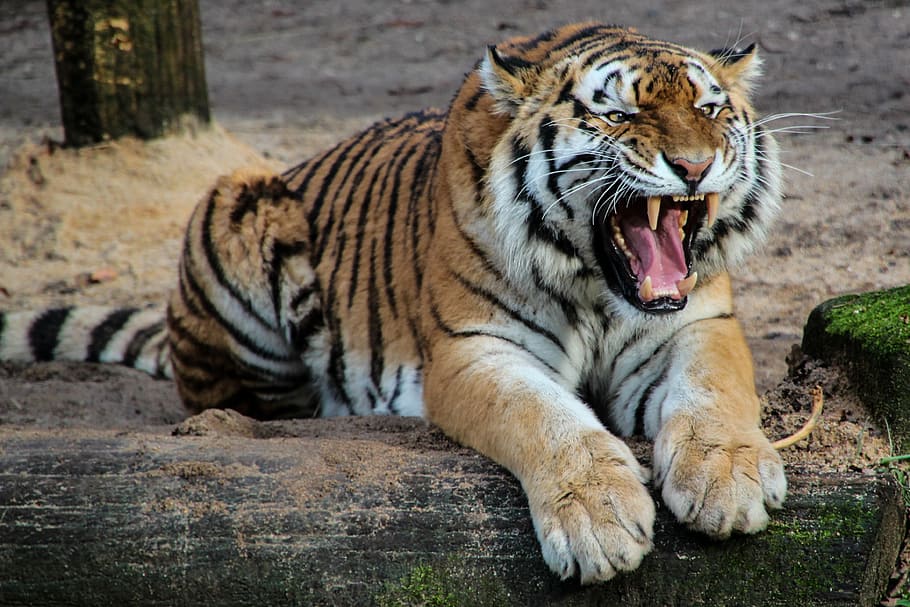 roaring tiger during daytime, predator, animal, tooth, dangerous