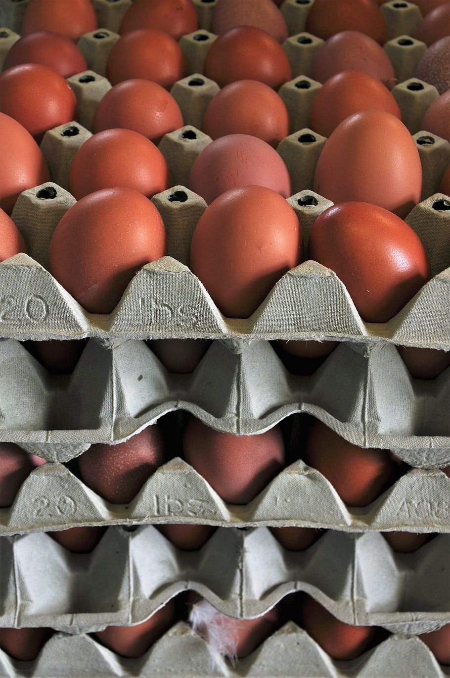 egg, chicken eggs, hen's egg, nutrition, food, egg carton, of course, HD wallpaper