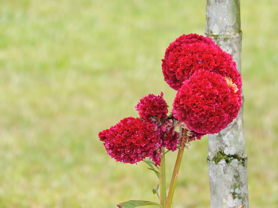 nature, amazonas, flowers, plant, red, flowering plant, beauty in nature HD wallpaper