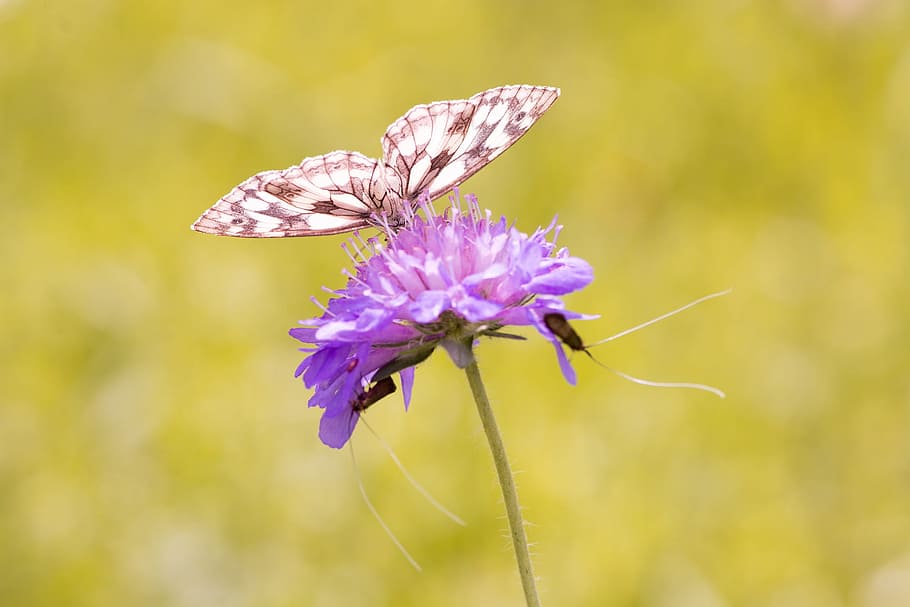 selective focus photography of paperkite butterfly perched on purple petaled flower