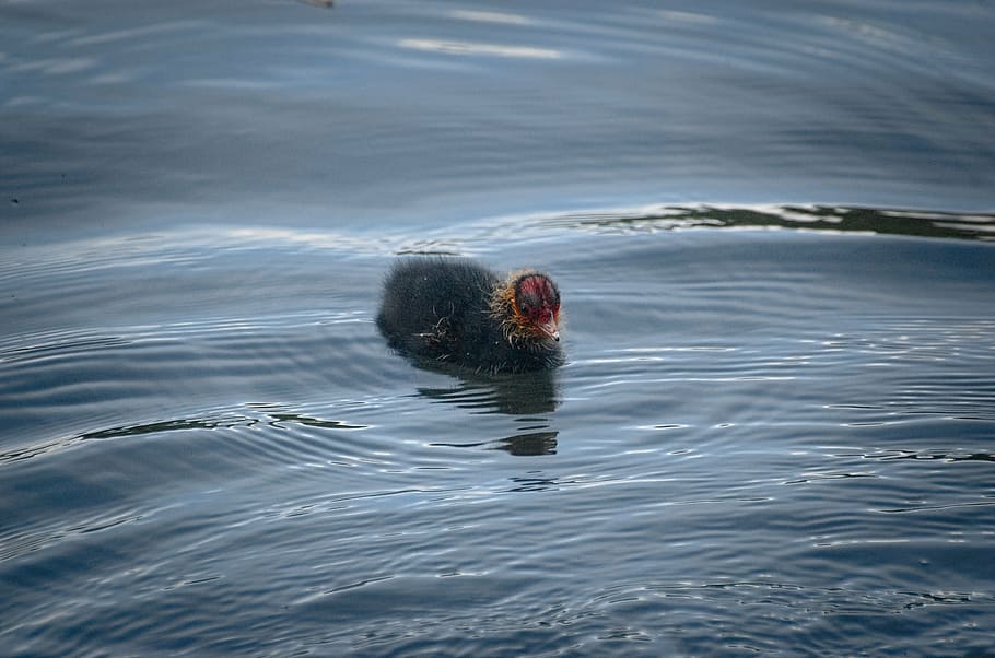 coot, ralle, chicks, young, duck, water bird, animal, swimming Animal HD wallpaper