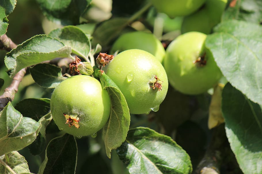 apple, fruit, fruits, green color, healthy eating, food and drink HD wallpaper