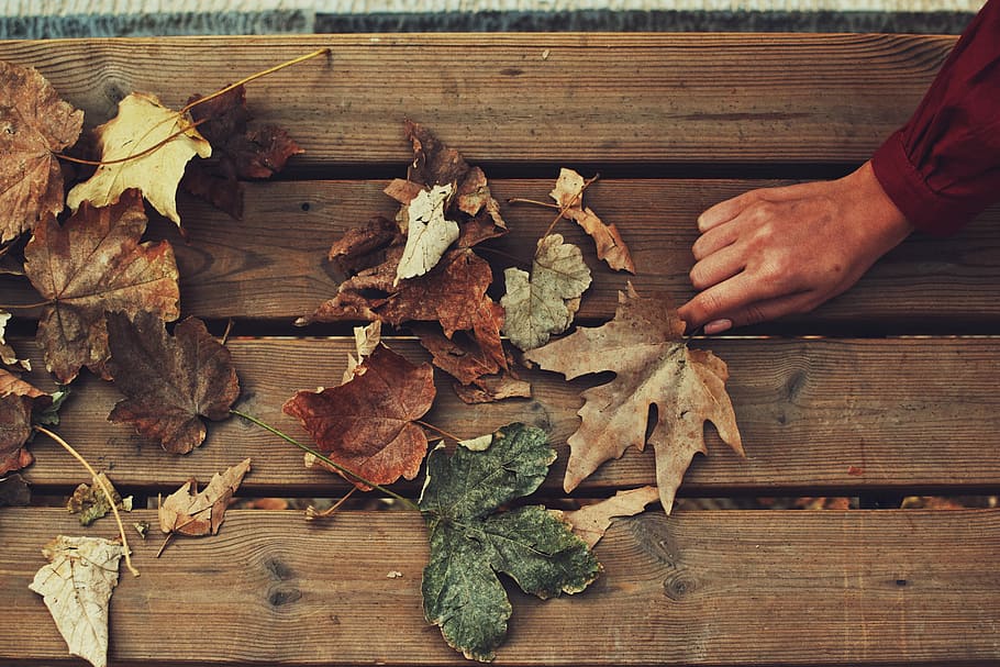 assorted dried leaves on bench, person picking dried maple leaf HD wallpaper