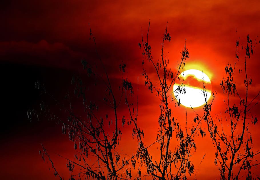 Tree, Weather, Sun, Sunset, Sunrise, sky, clouds, summer, nature HD wallpaper