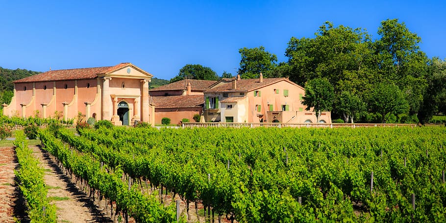 bertaud belieu, wine, vineyard, st tropez, plant, architecture HD wallpaper