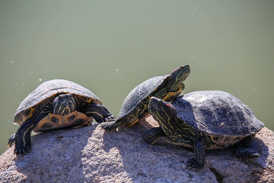 turtle, reptile, tortoise, shell, slow, animal, animal wildlife HD wallpaper