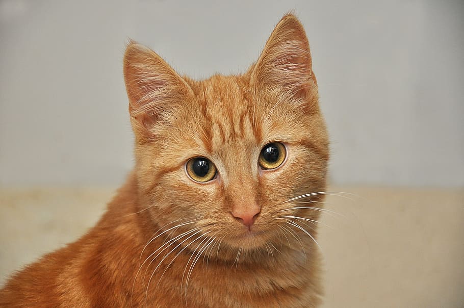 orange tabby cat macro photography, portrait, pet, domestic cat, HD wallpaper