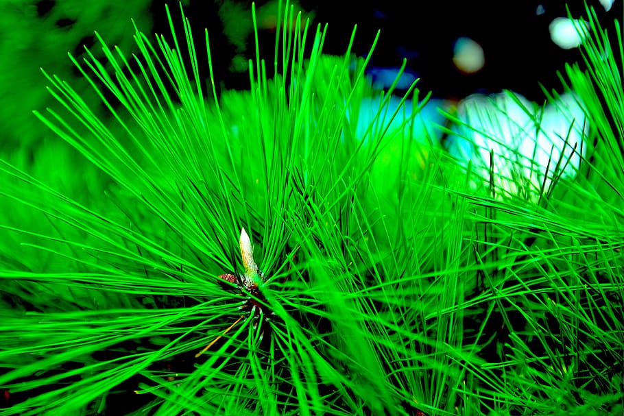 pine, green, plant, green color, growth, close-up, beauty in nature HD wallpaper