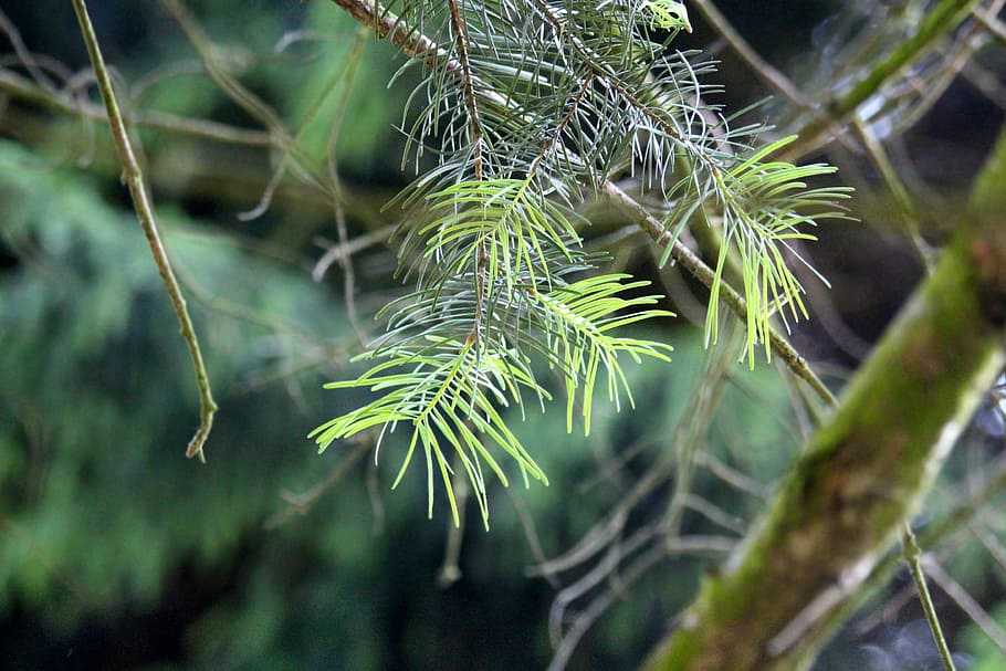 needles, coniferous tree, branch, nature, green, forest, plant, HD wallpaper