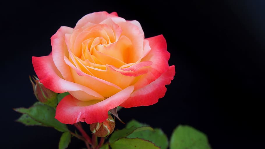 closed up photo of red and orange petaled flower, rose, rose flower HD wallpaper