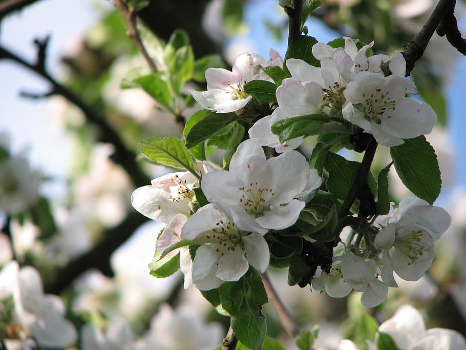 tree, flower, branch, plant, flowering plant, vulnerability HD wallpaper