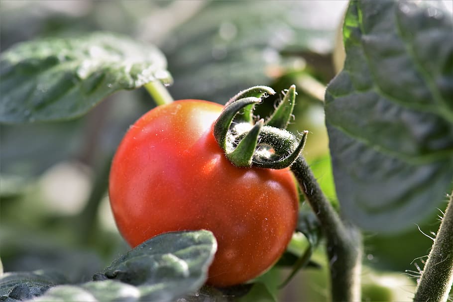Cherry Tomato, Red, Delicious, food, eat, vegetables, salad HD wallpaper