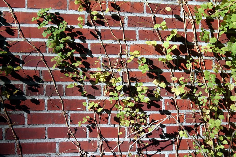 Brick, Wall, Vines, Ivy, Building, Old, architecture, st, augustine HD wallpaper