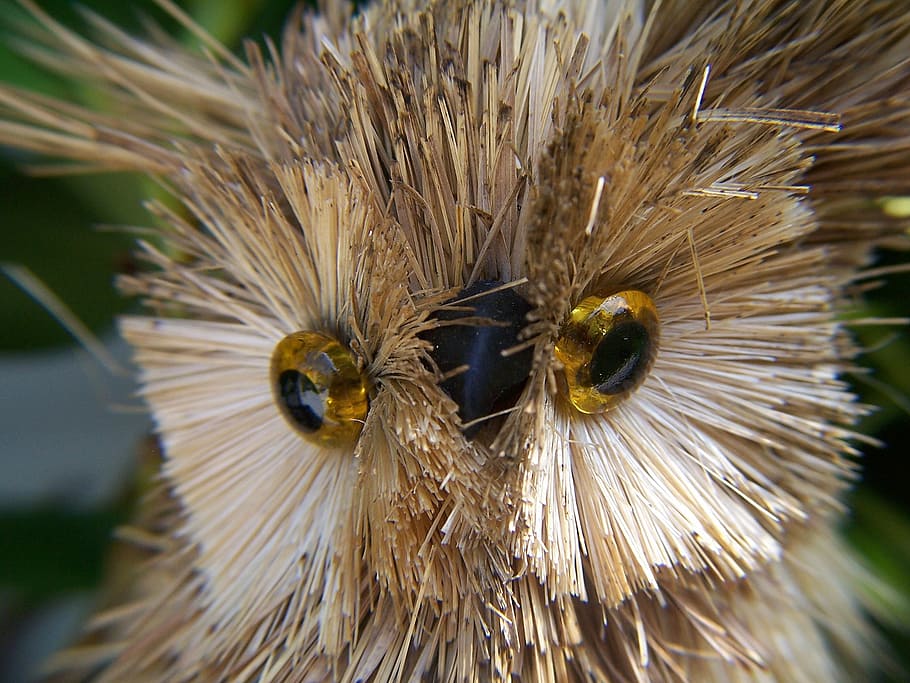 owls, animals, curiosity, macro, toy, ornament, crafts, close-up HD wallpaper