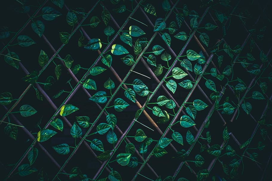 green leaves on brown wire fence macro photography, green ivy plant on accordion wood frame, HD wallpaper