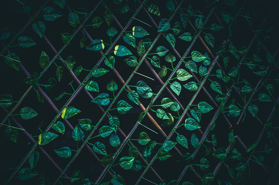 green leaves on brown wire fence macro photography, green ivy plant on accordion wood frame