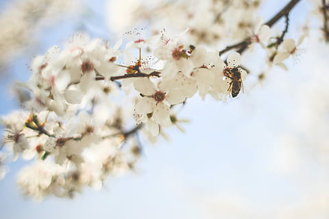 Honey Bee Pollinating an Apple-Tree, blooms, flowers, nature HD wallpaper
