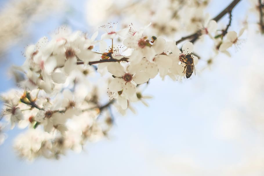Honey Bee Pollinating an Apple-Tree, blooms, flowers, nature HD wallpaper