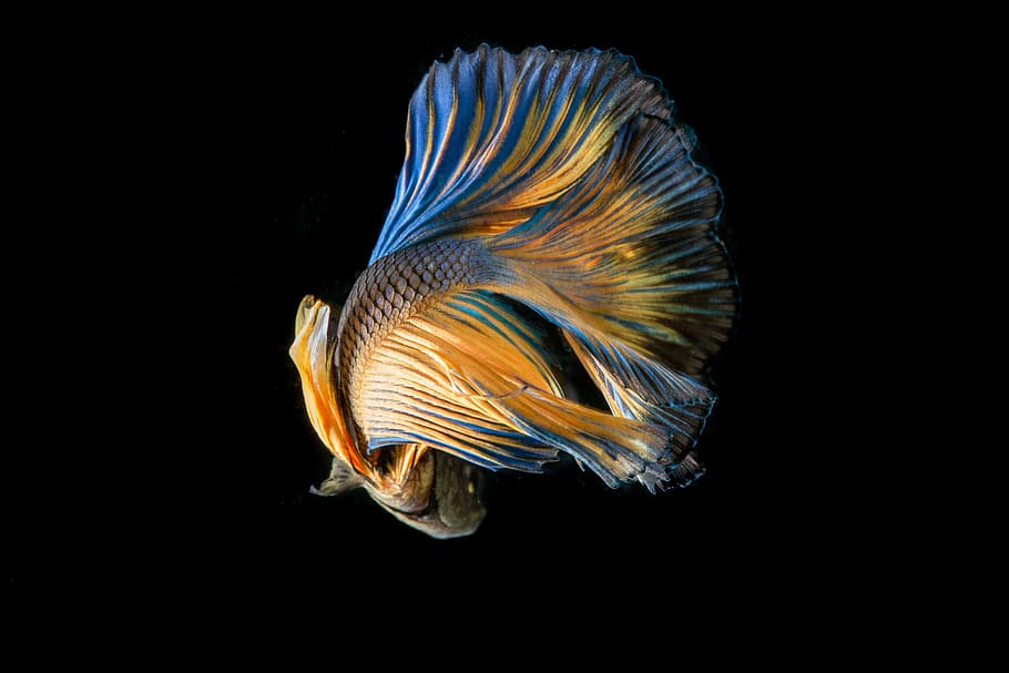 yellow and blue beta fish, fighting fish, black background, yellow fish, HD wallpaper