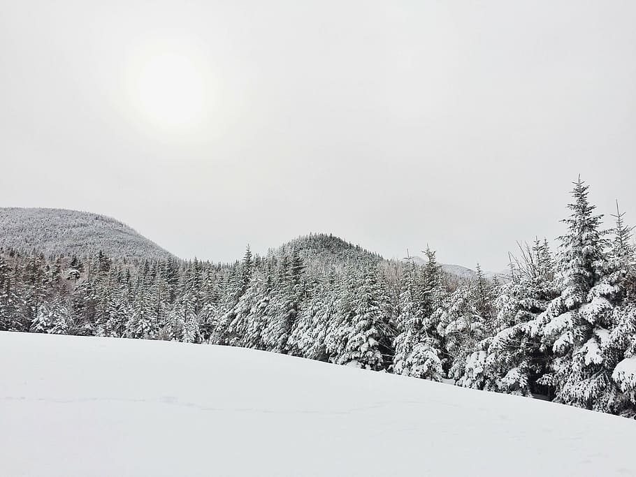 snow covered trees, cold, winter, pine trees, evergreen, fir tree HD wallpaper