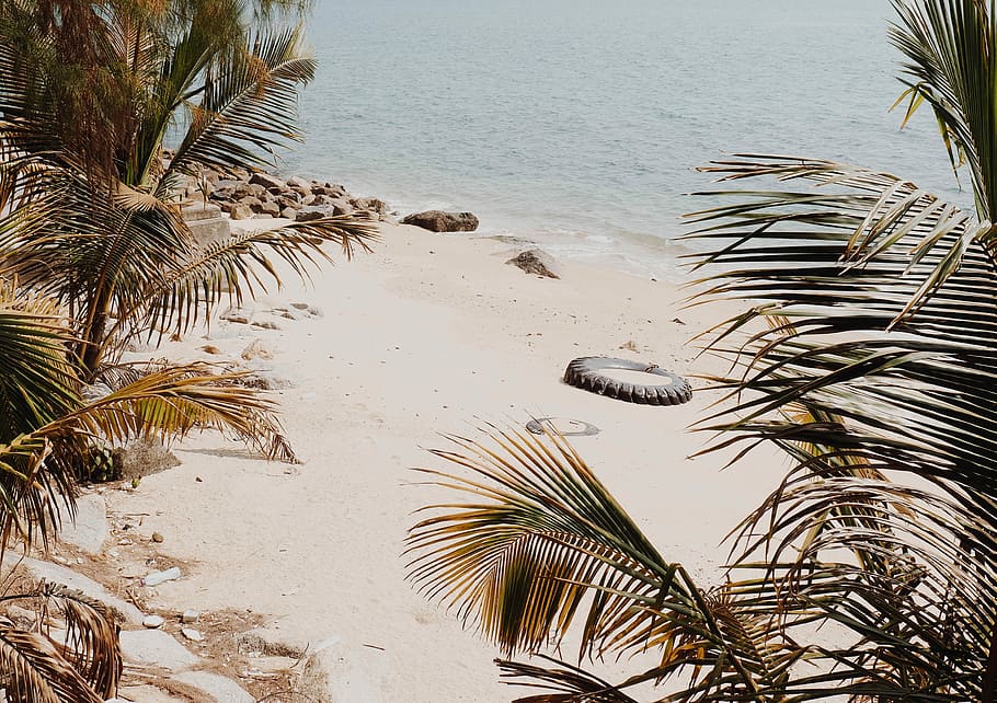 coconut palm trees near seashore at daytime, coconut trees on seashore near sea, HD wallpaper