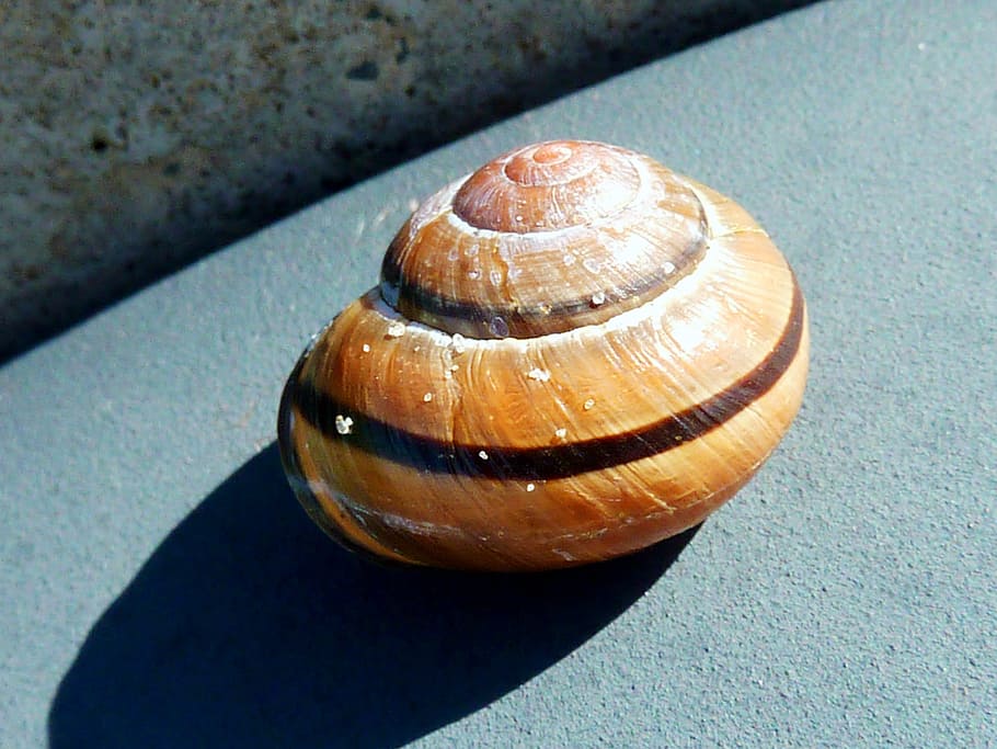 snail, shell, mollusk, close, slowly, snail shells, spiral HD wallpaper