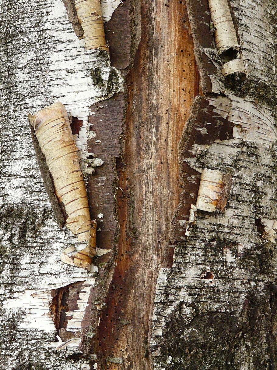 Tree, Bark, Background, wood - material, food and drink, no people HD wallpaper