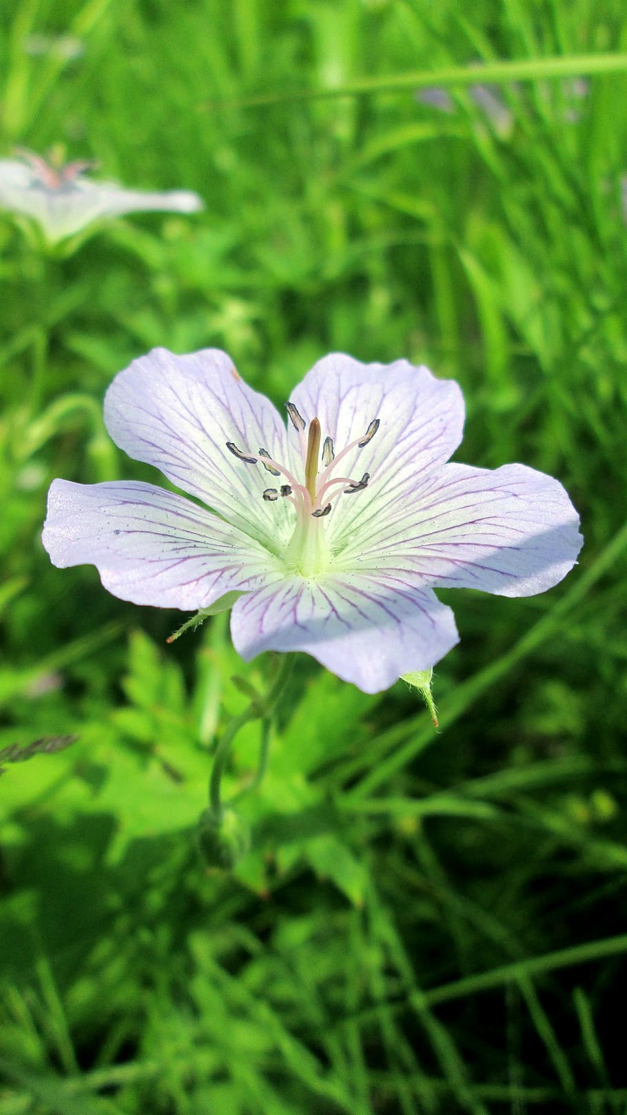nature, summer, forest, flower, grass, green, plant, macro HD wallpaper