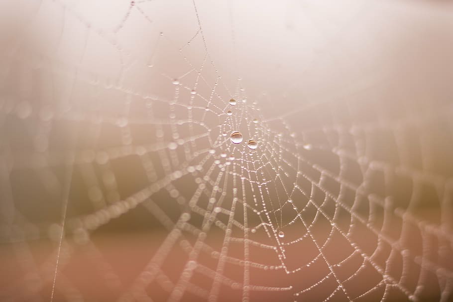 water dew on spider web in selective focus photography, closeup HD wallpaper