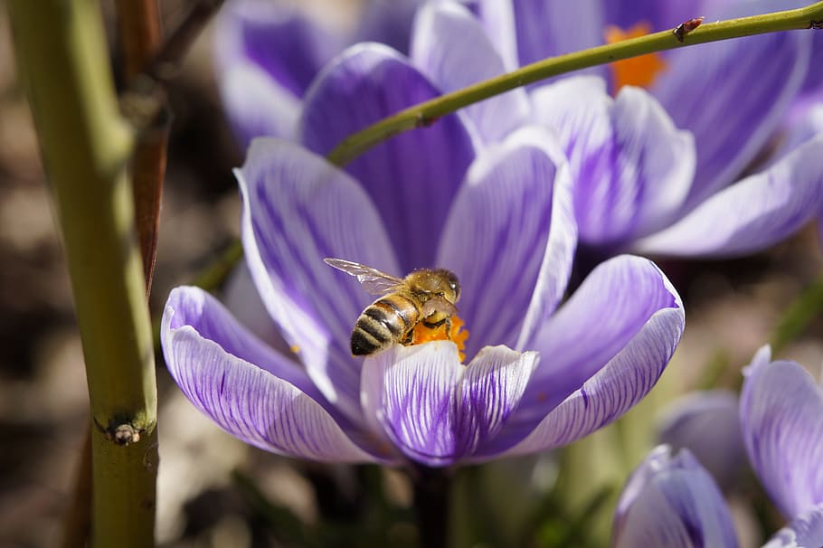 bee, crocus, spring, macro, bloom, blossom, pollen, collect HD wallpaper