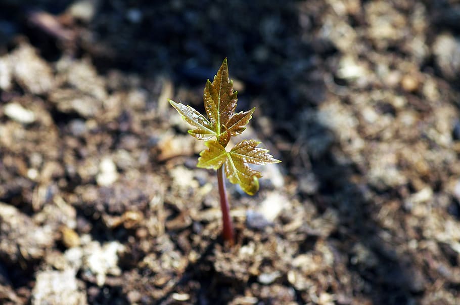 plant sprout in shallow photo, growth, tree, maple, spring HD wallpaper