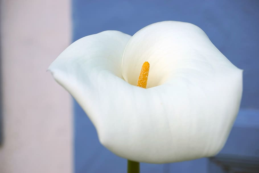 calla, flower, plant, white, blossom, bloom, nature, petal HD wallpaper