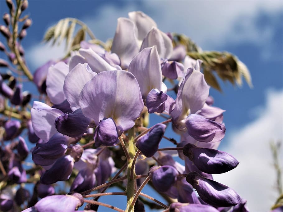 wisteria, flower, bloom, summer, garden, flowering plant, beauty in nature, HD wallpaper