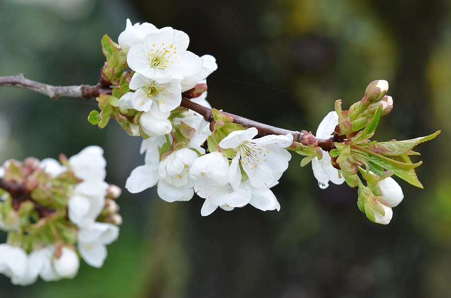 flower, višeň, spring, twig, fruit tree, white flower, flowering plant HD wallpaper