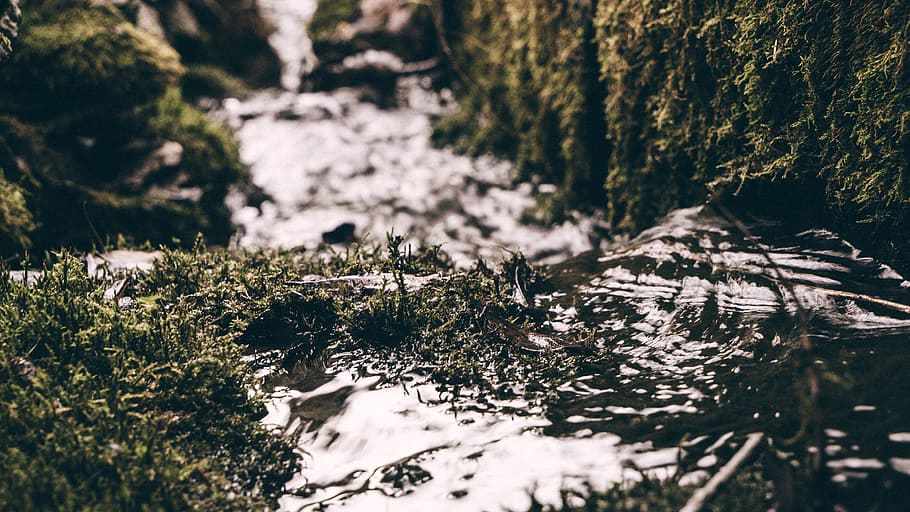 river, water, grass, blur, nature, tree, plant, forest, no people HD wallpaper