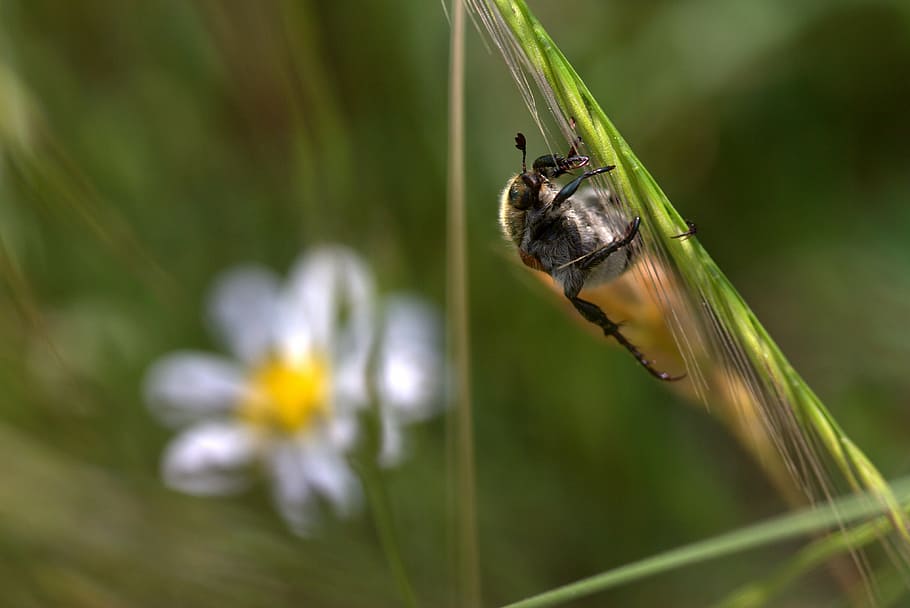 cockroach, nature, strain, insecta, close up, plant, animal wildlife HD wallpaper