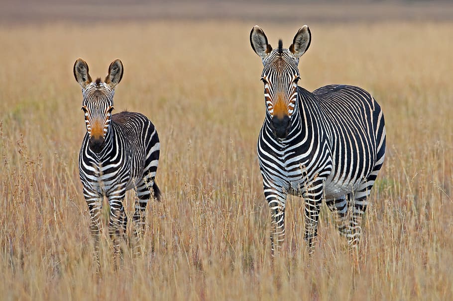 two zebra standing on brown grass field, two zebras standing on field at daytime