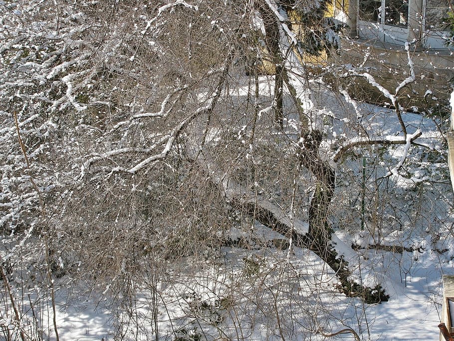 Winter, Snow, Trees, cold temperature, frozen, ice, weather HD wallpaper