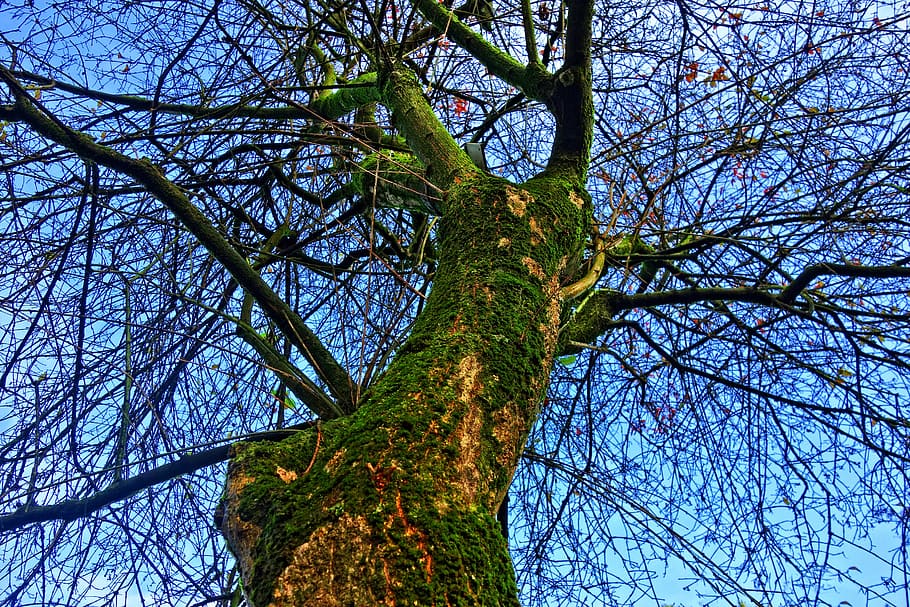 tree top, trunk, tree trunk, moss, bark, branch, tangle, rising up HD wallpaper