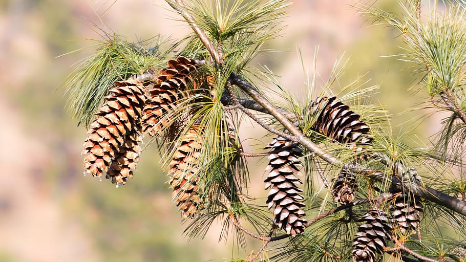 pine, pine cones, gymnospermae, pinecone, tree, plant, nature HD wallpaper