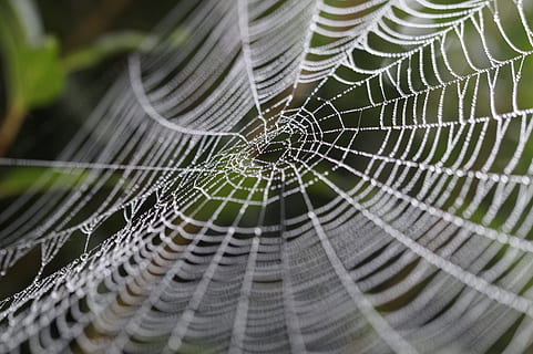 selective focus photography of water droplets on spider web HD wallpaper