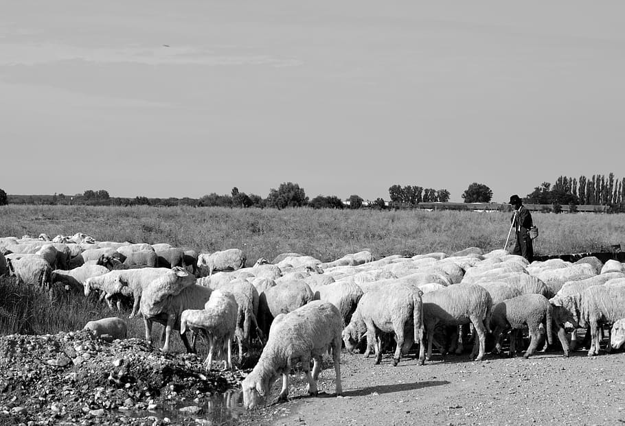 sheep, camacho, camp, mammal, domestic animals, livestock, pets HD wallpaper