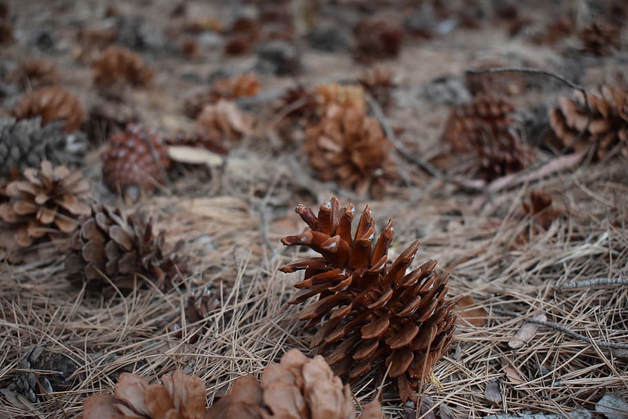 nature, closeup, desktop, cone, pine, tree, outdoors, season HD wallpaper