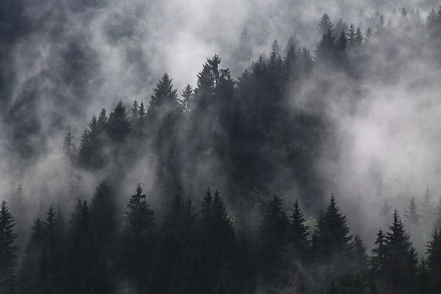 grayscale photography of forest covered by fogs, fir trees, foggy