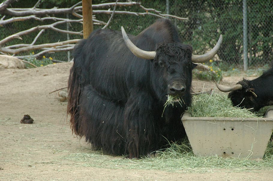 yak, eating, hay, animal themes, mammal, one animal, vertebrate HD wallpaper