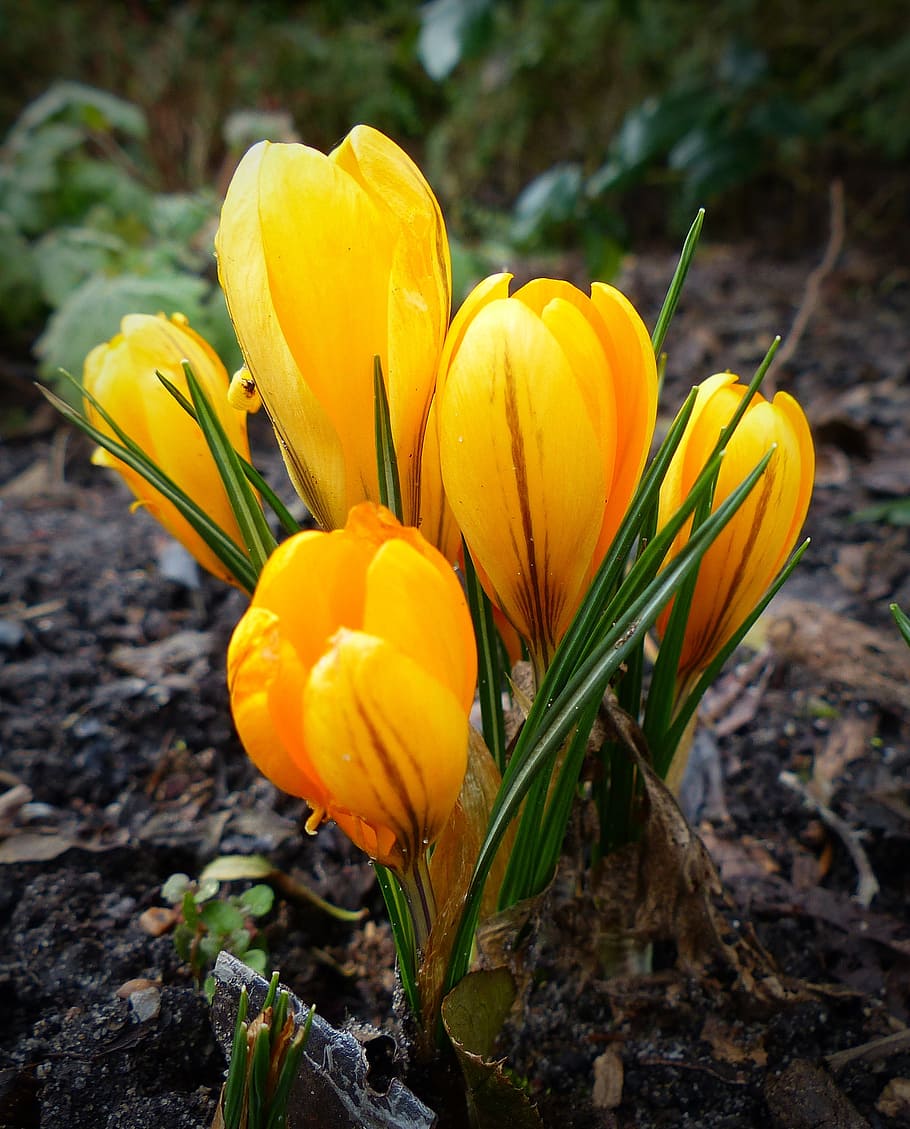 crocus, flower, plant, yellow, blossom, bloom, nature, flowering plant HD wallpaper